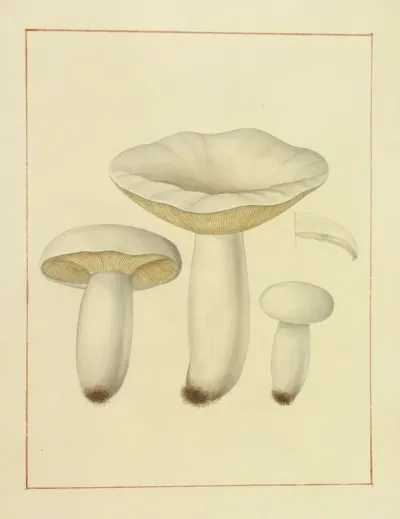 Icons Fungorum Circa Halifax Sponte Nascentium Pl 140