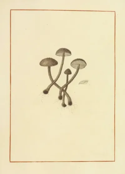 Icons Fungorum Circa Halifax Sponte Nascentium Pl 143