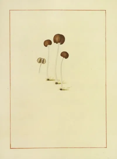 Icons Fungorum Circa Halifax Sponte Nascentium Pl 153