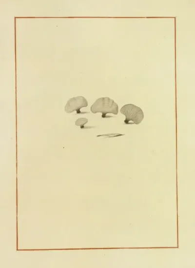 Icons Fungorum Circa Halifax Sponte Nascentium Pl 157
