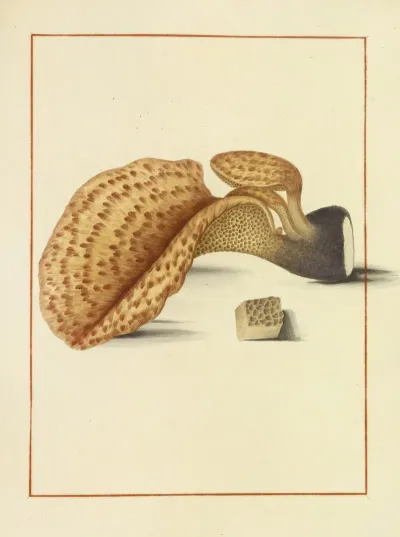 Icons Fungorum Circa Halifax Sponte Nascentium Pl 160