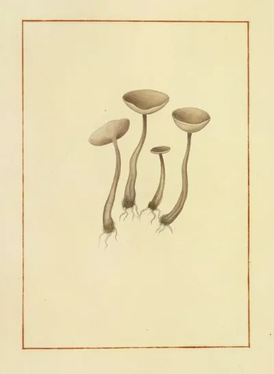 Icons Fungorum Circa Halifax Sponte Nascentium Pl 163