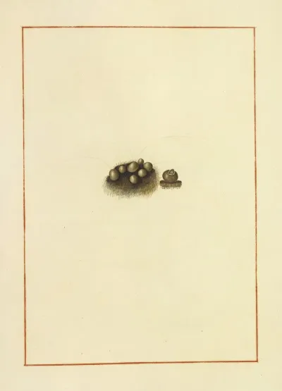 Icons Fungorum Circa Halifax Sponte Nascentium Pl 170