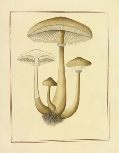 Icons Fungorum Circa Halifax Sponte Nascentium Pl 173