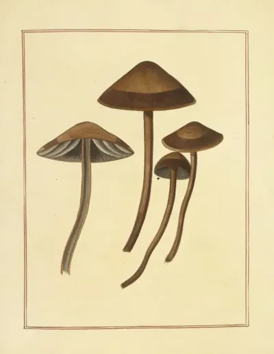 Icons Fungorum Circa Halifax Sponte Nascentium Pl 175