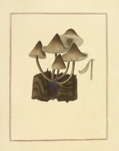 Icons Fungorum Circa Halifax Sponte Nascentium Pl 177