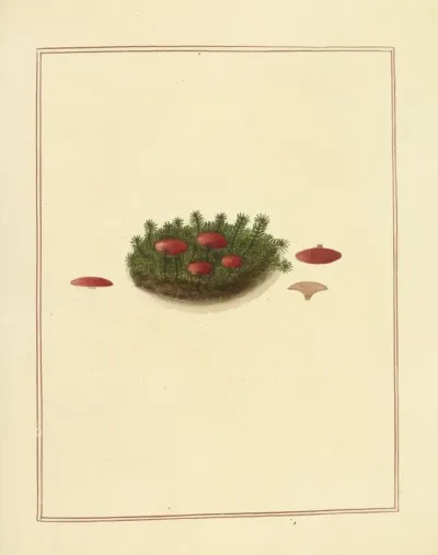 Icons Fungorum Circa Halifax Sponte Nascentium Pl 179