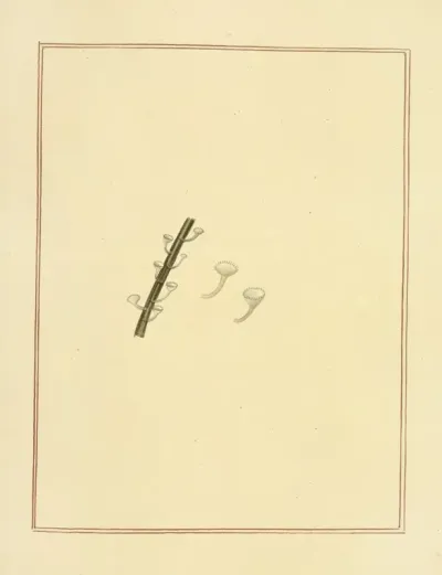 Icons Fungorum Circa Halifax Sponte Nascentium Pl 182