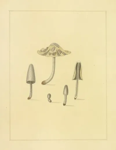 Icons Fungorum Circa Halifax Sponte Nascentium Pl 202