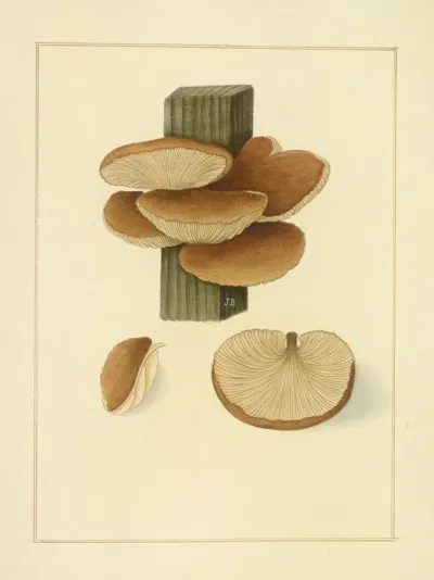 Icons Fungorum Circa Halifax Sponte Nascentium Pl 203