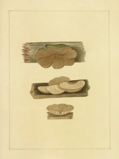 Icons Fungorum Circa Halifax Sponte Nascentium Pl 207