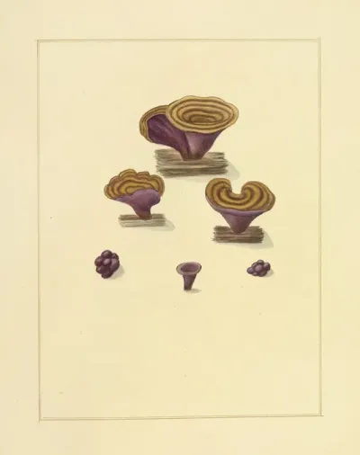 Icons Fungorum Circa Halifax Sponte Nascentium Pl 221