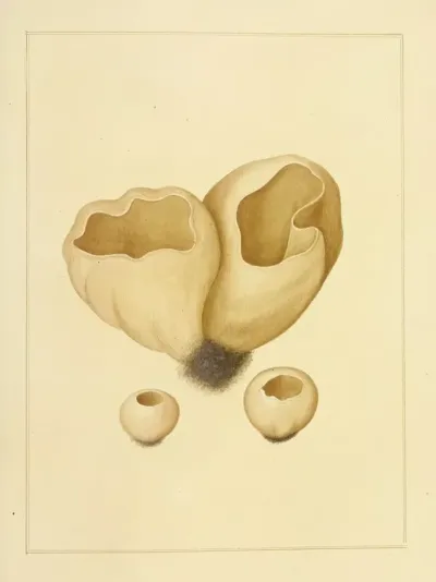 Icons Fungorum Circa Halifax Sponte Nascentium Pl 224