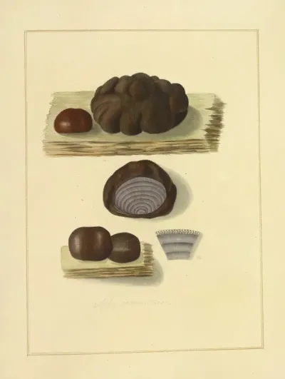 Icons Fungorum Circa Halifax Sponte Nascentium Pl 226