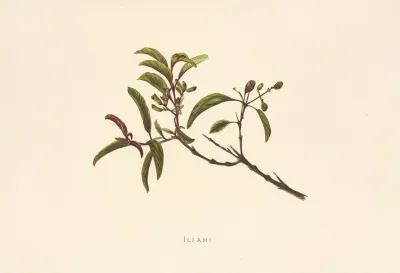 Iliahi