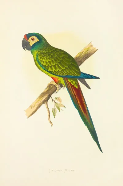 Illigers Macaw