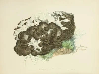 Illustrations Of British Mycology Pl 06
