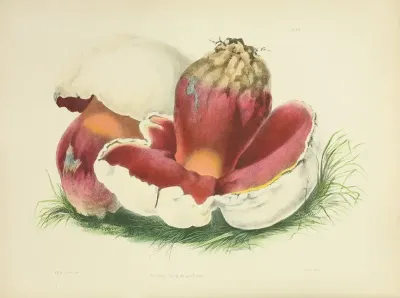 Illustrations Of British Mycology Pl 07