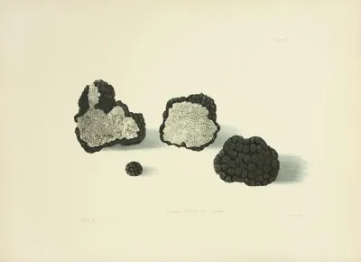 Illustrations Of British Mycology Pl 11