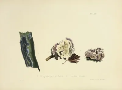 Illustrations Of British Mycology Pl 20