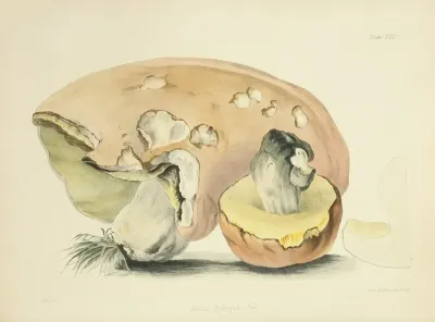 Illustrations Of British Mycology Pl 22