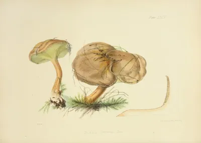 Illustrations Of British Mycology Pl 34