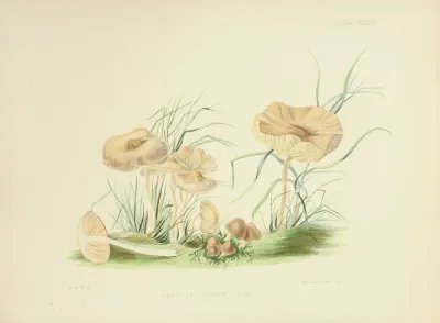 Illustrations Of British Mycology Pl 38