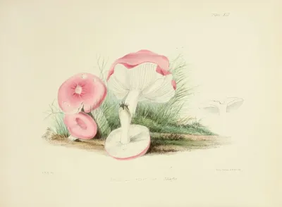 Illustrations Of British Mycology Pl 41