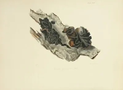 Illustrations Of British Mycology Pl 42