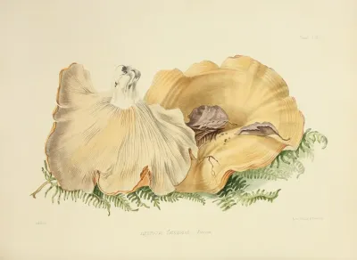 Illustrations Of British Mycology Pl 59