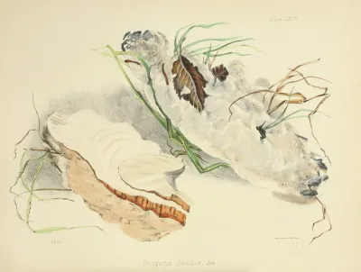 Illustrations Of British Mycology Pl 64