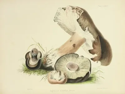 Illustrations Of British Mycology Pl 73