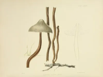 Illustrations Of British Mycology Pl 80