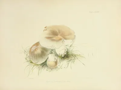 Illustrations Of British Mycology Pl 84