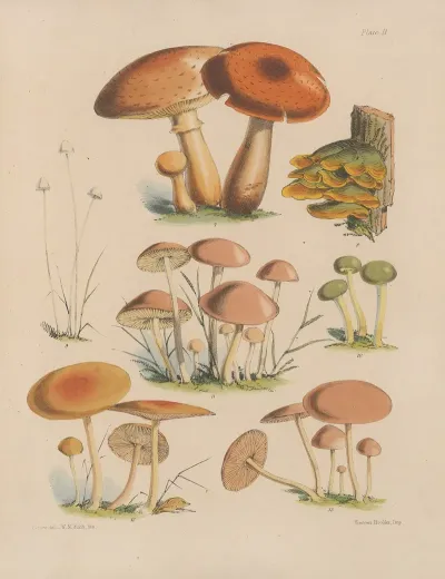 Illustrations Of The Fungi Of Our Fields And Woods Pl 02