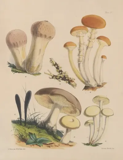 Illustrations Of The Fungi Of Our Fields And Woods Pl 03