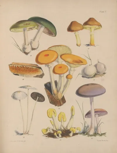 Illustrations Of The Fungi Of Our Fields And Woods Pl 05