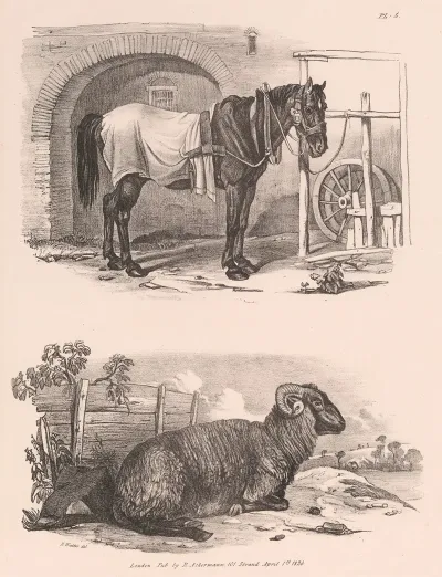 Images Of Livestock Plate 5