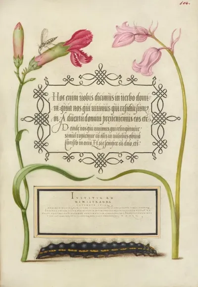Imaginary Insect Carnation Bluebell And Saturnid Caterpillar