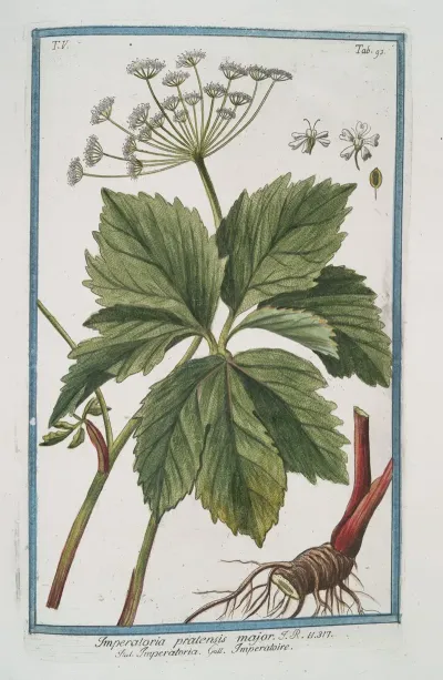 Imperatoria Pratensis Major Imperatoire Masterwort