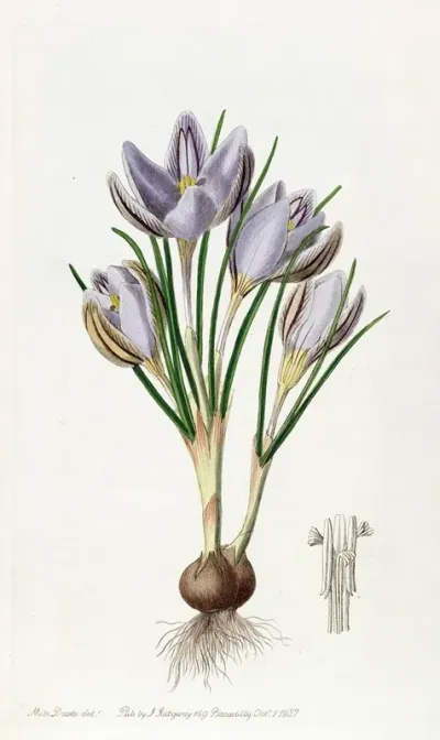 Imperatos Crocus