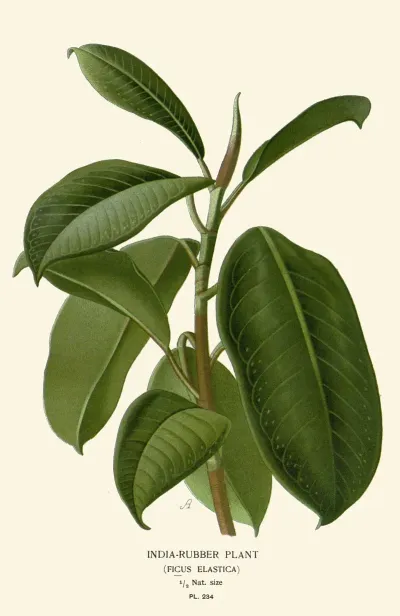 India Rubber Plant