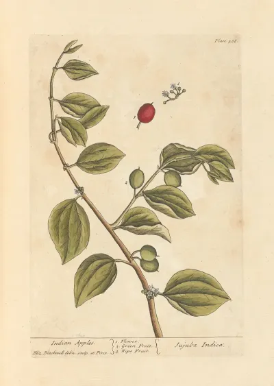 Indian Apples