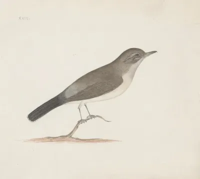 Indian Birds Pl 14