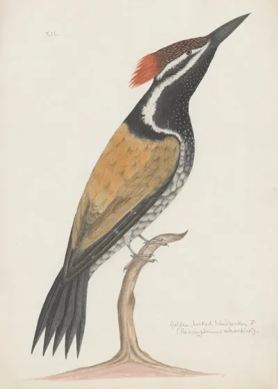 Indian Birds Pl 19