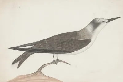 Indian Birds Pl 21