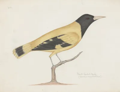 Indian Birds Pl 23