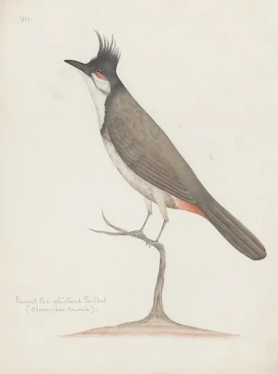 Indian Birds Pl 24