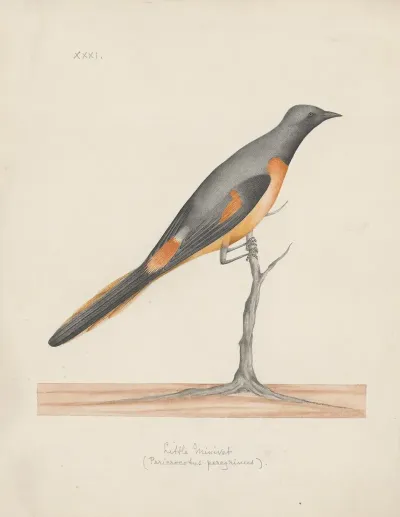 Indian Birds Pl 31