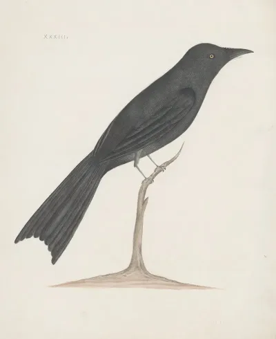 Indian Birds Pl 33